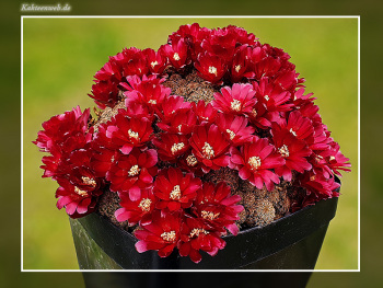 Sulcorebutia markusii subsp. tintiniensis HS 57