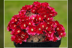 Sulcorebutia markusii subsp. tintiniensis HS 57