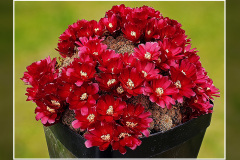 Sulcorebutia markusii subsp. tintiniensis HS 57