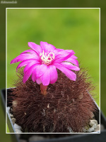 Sulcorebutia mentosa var. swobodae JK 36