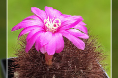 Sulcorebutia mentosa var. swobodae JK 36