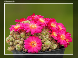 Sulcorebutia spec. JK 66-10