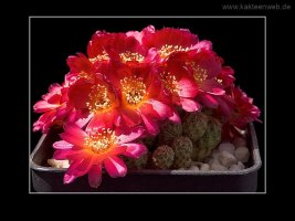 Sulcorebutia spec. JK 66-10