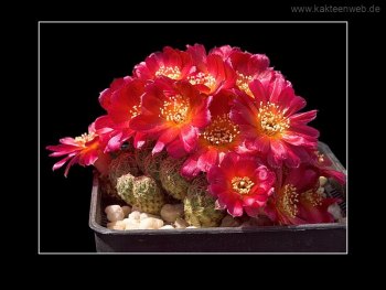 Sulcorebutia spec. JK 66-10