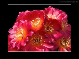 Sulcorebutia spec. JK 66-10