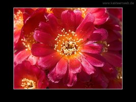 Sulcorebutia spec. JK 66-10