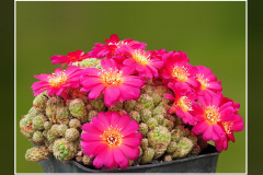 Sulcorebutia spec. JK 66-10