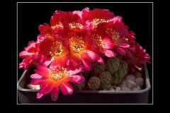 Sulcorebutia spec. JK 66-10