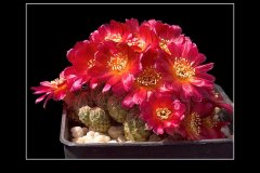 Sulcorebutia spec. JK 66-10
