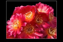 Sulcorebutia spec. JK 66-10