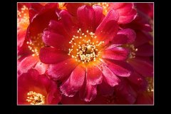 Sulcorebutia spec. JK 66-10