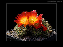 Sulcorebutia tarabucoensis HS 262