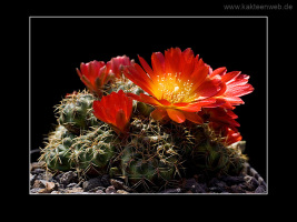 Sulcorebutia tarabucoensis HS 262