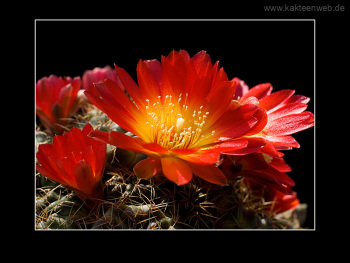 Sulcorebutia tarabucoensis HS 262