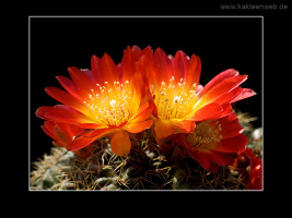 Sulcorebutia tarabucoensis HS 262