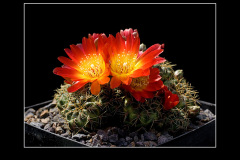Sulcorebutia tarabucoensis HS 262
