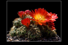 Sulcorebutia tarabucoensis HS 262