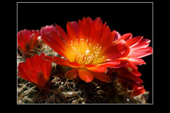 Sulcorebutia tarabucoensis HS 262