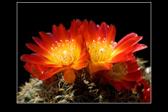 Sulcorebutia tarabucoensis HS 262
