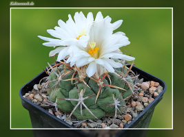 Thelocactus hexaedrophorus subsp. lloydii HK 1608