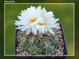 Thelocactus hexaedrophorus subsp. lloydii HK 1608