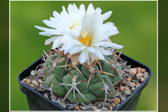 Thelocactus hexaedrophorus subsp. lloydii HK 1608