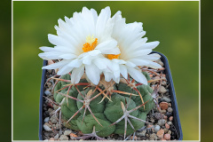 Thelocactus hexaedrophorus subsp. lloydii HK 1608