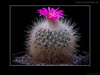 Thelocactus macdowellii