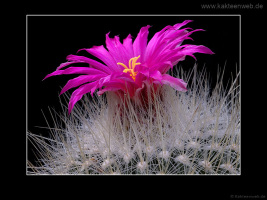 Thelocactus macdowellii