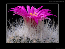 Thelocactus macdowellii