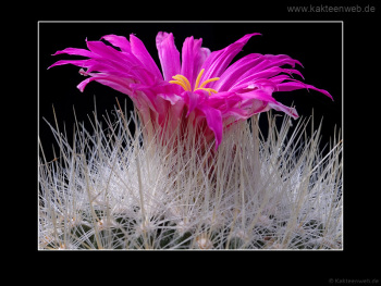 Thelocactus macdowellii