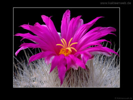 Thelocactus macdowellii