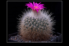 Thelocactus macdowellii