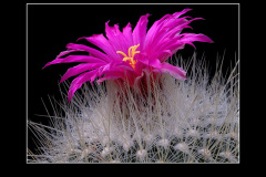 Thelocactus macdowellii
