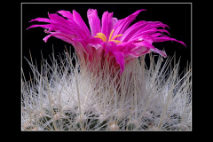 Thelocactus macdowellii