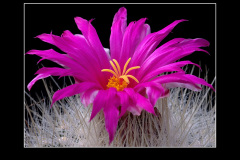 Thelocactus macdowellii