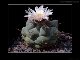 Thelocactus rinconensis