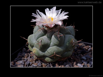 Thelocactus rinconensis