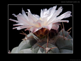 Thelocactus rinconensis