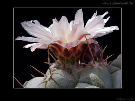 Thelocactus rinconensis