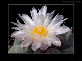 Thelocactus rinconensis