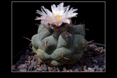 Thelocactus rinconensis
