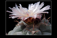 Thelocactus rinconensis