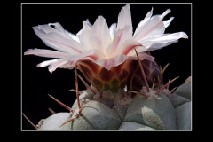 Thelocactus rinconensis