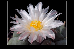Thelocactus rinconensis