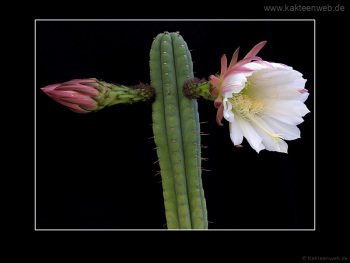 Trichocereus pachanoi