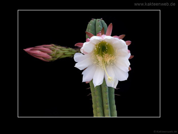 Trichocereus pachanoi