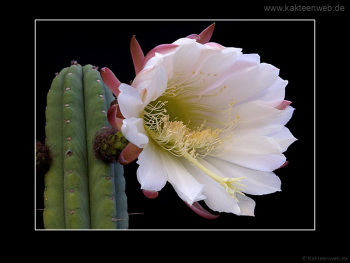 Trichocereus pachanoi