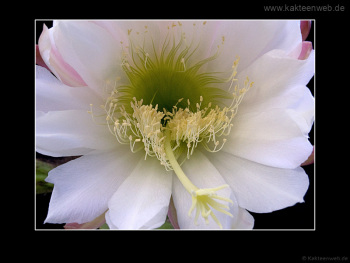 Trichocereus pachanoi