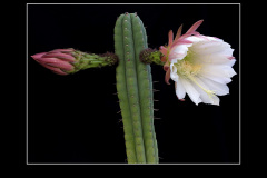 Trichocereus pachanoi